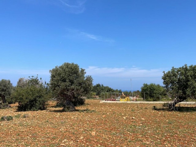 4 Acres 2 Houses of Land for Sale in Yeni Erenköy 