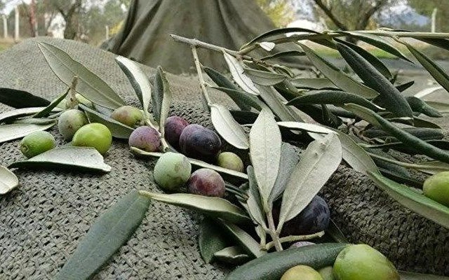 Yatırımlık Güzelyurt'ta Zeytinlik Satılık toplam fiyat 31.000£