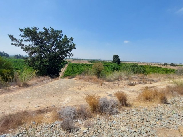 A Field for Sale by the Main Road at the Entrance to Güzelyurt ** 