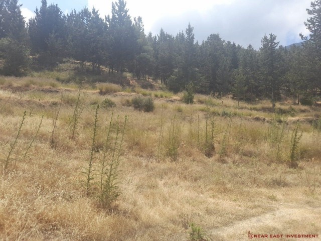 Land for sale in Lapta area