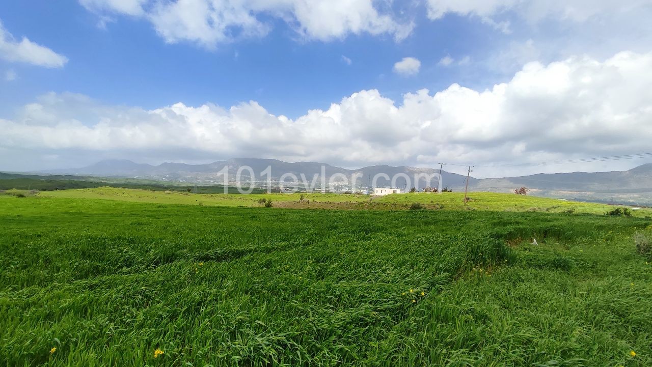 An impressive plot of land located in Boğaz area 11206m2
