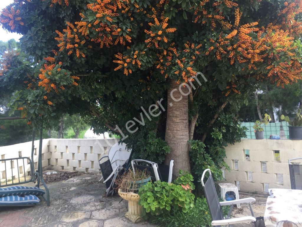 2 Cypriot type of  Houses in Lapta with beautiful citruc tree garden.